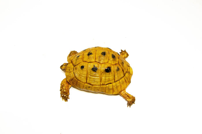 Syrian Golden Greek Tortoise Adult Male 6 (Testudo graeca terrestris) - #SGGTA6