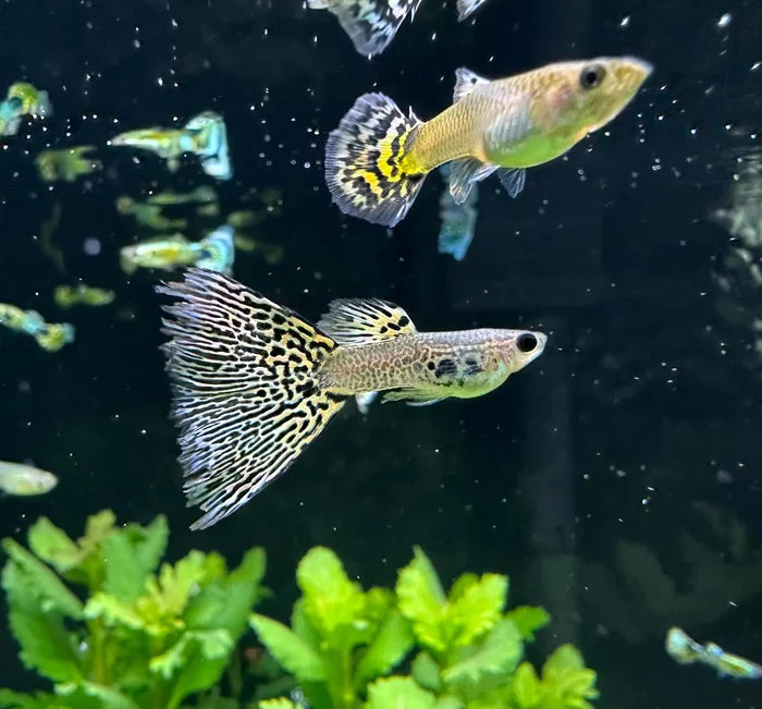 A vibrant tiger mosaic guppy pair with yellow and black spotted bodies and flowing fins swimming gracefully in an aquarium