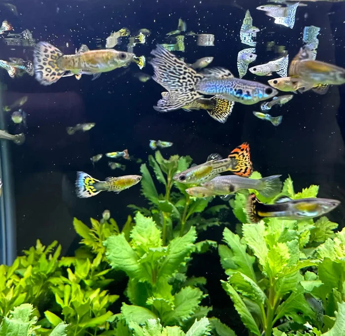 A vibrant pair of tiger mosaic guppies swim gracefully among lush green plants in a clear aquarium