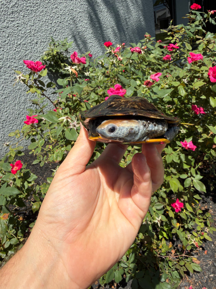 Twist-necked Turtle LTC Female #260801 (Platemys platycephala)