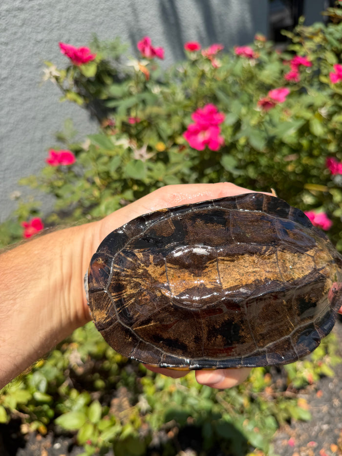 Twist-necked Turtle LTC Female #260801 (Platemys platycephala)