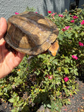 Twist-necked Turtle LTC Female #260802 (Platemys platycephala)