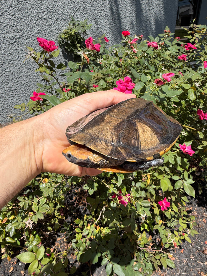 Twist-necked Turtle LTC Female #260802 (Platemys platycephala)