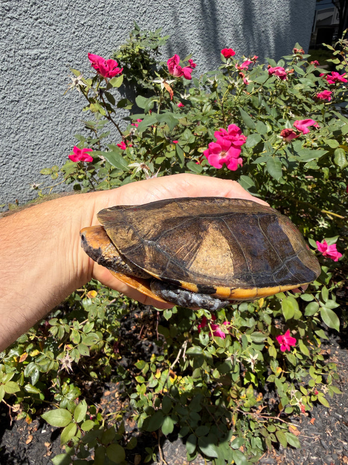 Twist-necked Turtle LTC Female #260802 (Platemys platycephala)