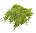 Weeping Moss 3x3 Mat (Vesicularia ferriei) — live aquarium moss mat