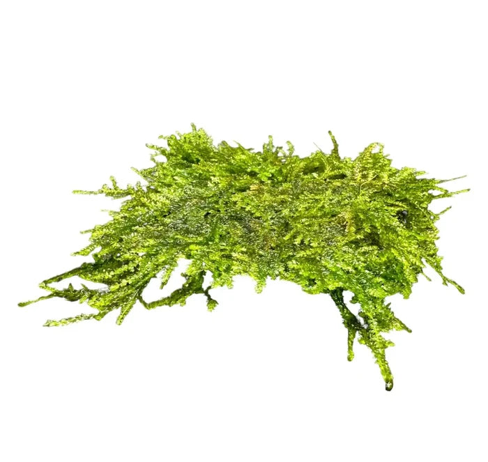 Weeping Moss (Vesicularia ferriei) — live 3x3 inch aquarium moss mat