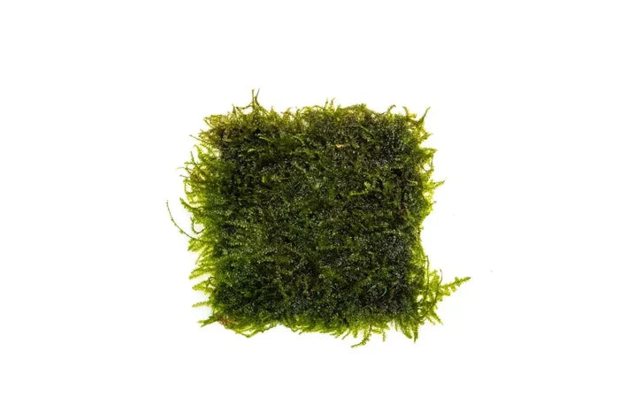 Green Weeping Moss 3x3 inch square mat Vesicularia Ferriei