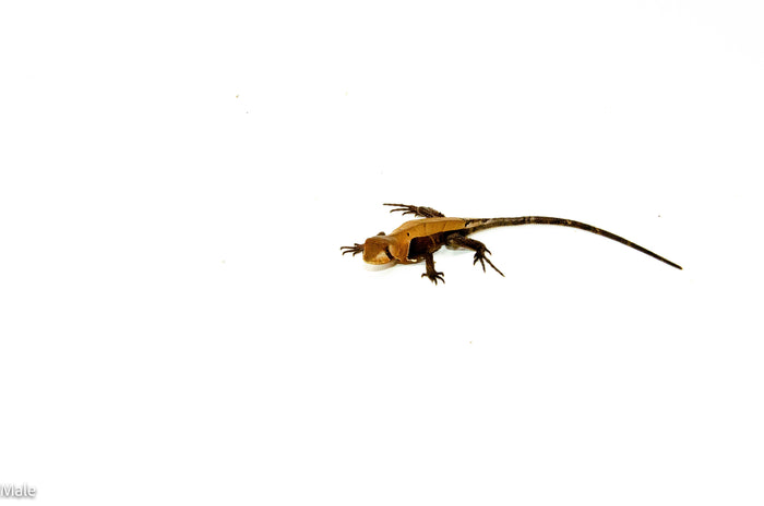 Western Dead-Leaf Lizard (Stenocercus fimbriatus)