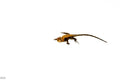 Western Dead-Leaf Lizard (Stenocercus fimbriatus)