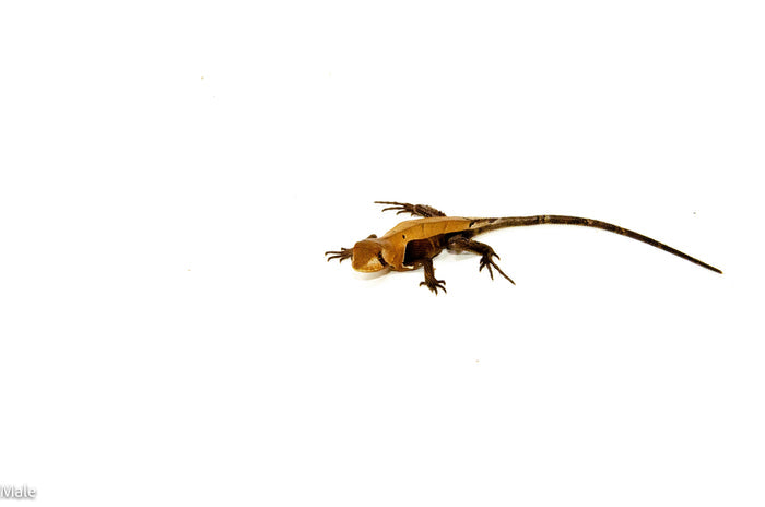 Western Dead-Leaf Lizard (Stenocercus fimbriatus)