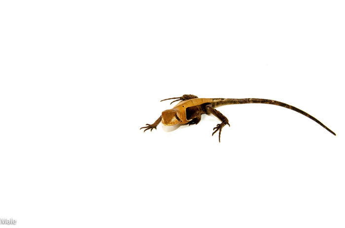Western Dead-Leaf Lizard (Stenocercus fimbriatus)
