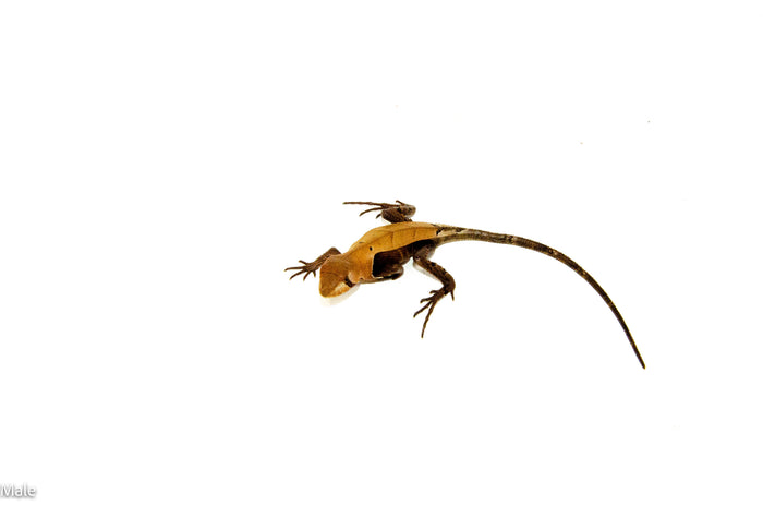 Western Dead-Leaf Lizard (Stenocercus fimbriatus)