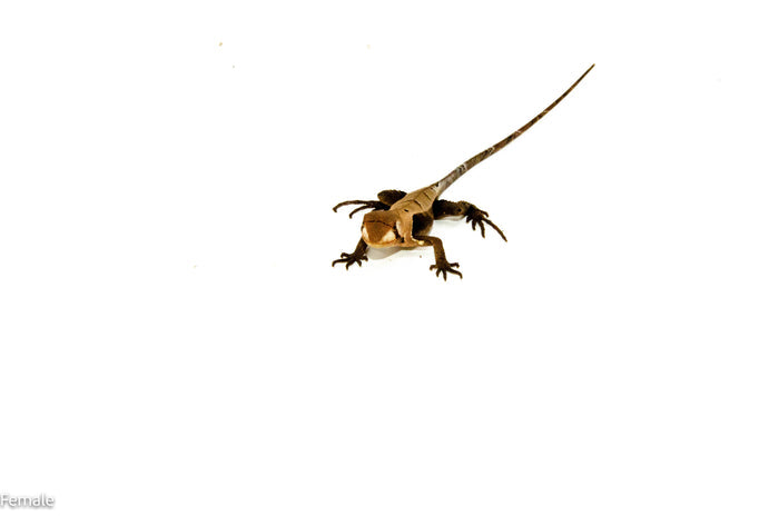Western Dead-Leaf Lizard (Stenocercus fimbriatus)